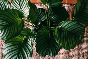 Plantas em casa para um maior bem-estar