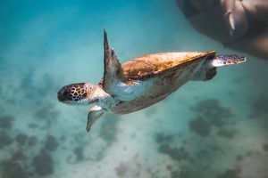 Longevidade das tartarugas continua a interessar os cientistas