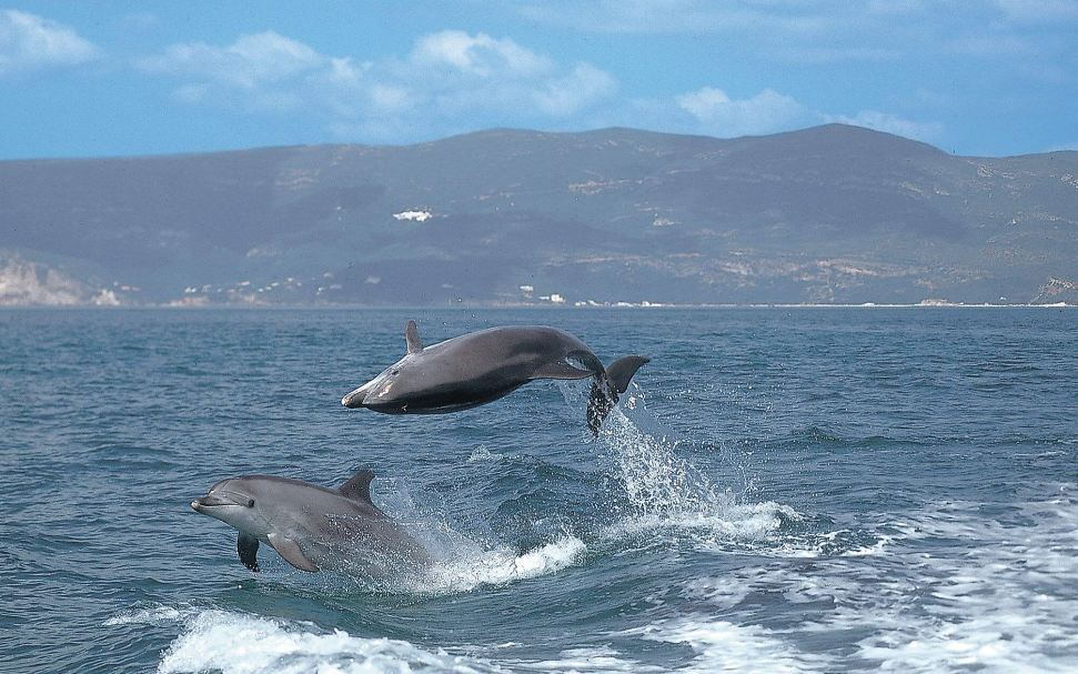 Golfinhos na península de Tróia - Foto: Troia Resort