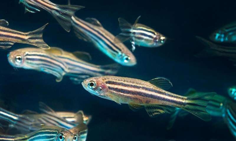 A capacidade regenerativa do peixe-zebra (zebrafish). Foto: phys.org